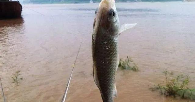 为什么鱼不吃饵？掌握不上钩的技巧和原因  第2张