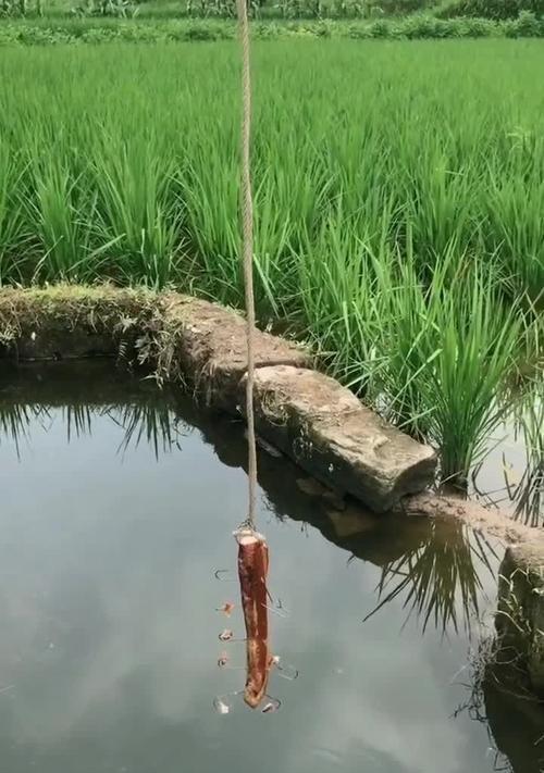 池塘底钓鱼技巧和方法是什么？如何提高钓鱼成功率？  第2张