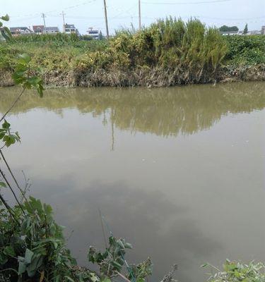池塘浑水钓鱼的最佳方法和技巧是什么？如何提高浑水钓鱼的成功率？  第3张