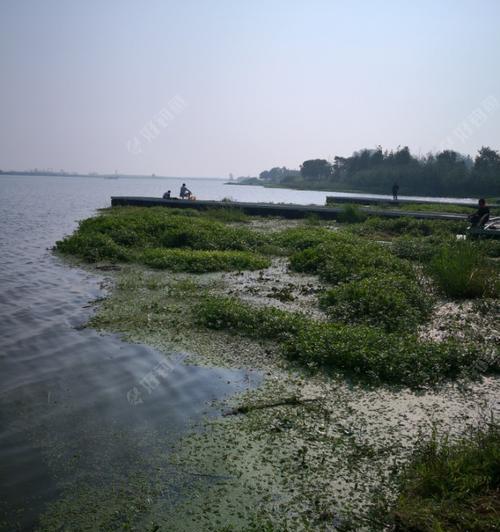 池塘水草钓鱼技巧是什么？如何利用水草提高钓鱼成功率？  第2张