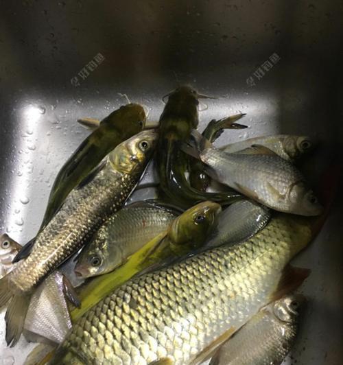 出海夜钓安全技巧有哪些？如何确保夜间钓鱼的安全？  第1张