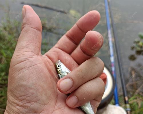 初春白条垂钓技巧和方法是什么？如何提高垂钓成功率？  第3张