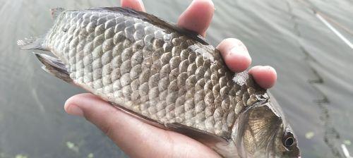 初春草丛钓鱼技巧是什么？如何提高钓鱼成功率？  第3张
