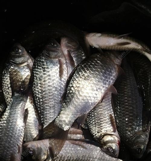 初春汉北河夜钓技巧有哪些？如何提高夜钓成功率？  第1张