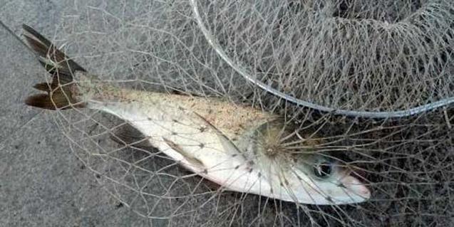 初春鲢鳙垂钓技巧和方法是什么？如何提高垂钓成功率？  第1张
