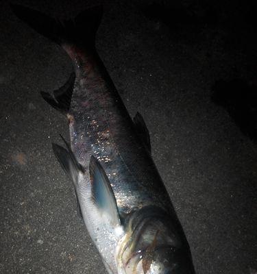 初春鲢鳙垂钓技巧和方法教程？如何提高钓鱼成功率？  第3张