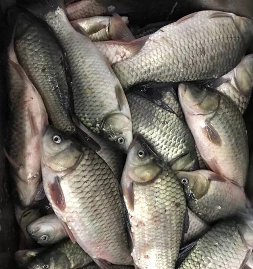 初春水深钓鱼技巧是什么？如何提高钓鱼成功率？  第2张