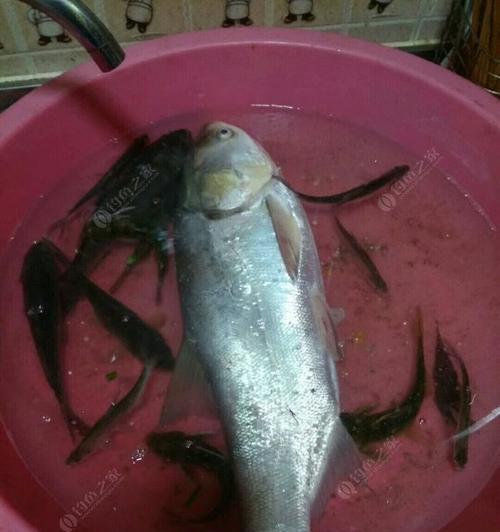 初春野钓餐条技巧是什么？如何提高钓获率？  第3张