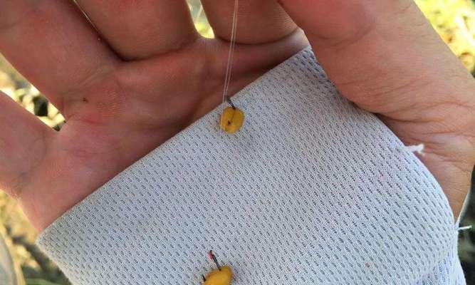 初春野钓鲫鱼开饵技巧是什么？如何提高钓鱼成功率？  第1张