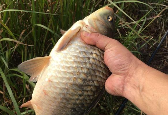 初春野钓鲫鱼开饵技巧是什么？如何提高钓鱼成功率？  第2张