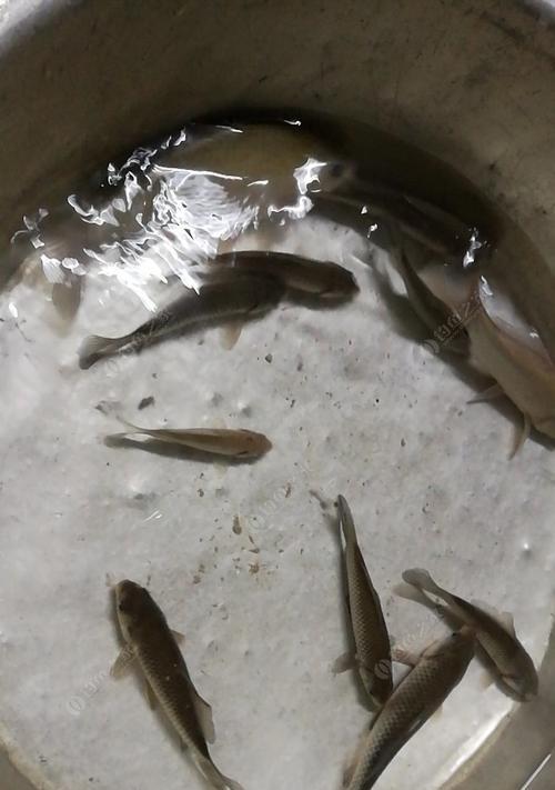 初春野河钓鲤鱼有哪些技巧？如何提高钓鲤鱼的成功率？  第1张
