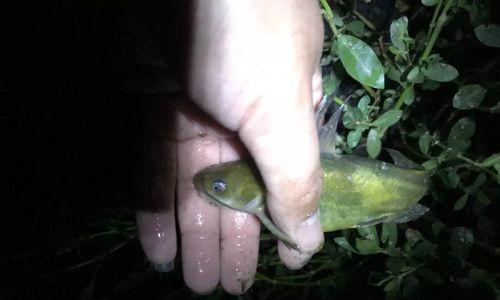 初春夜钓的技巧是什么意思？如何提高夜钓成功率？  第1张