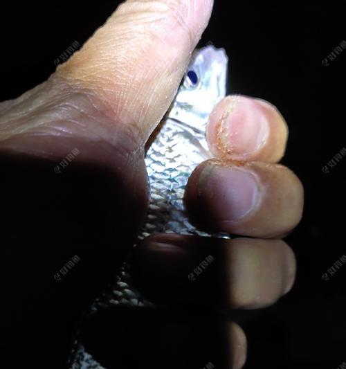 初春夜钓的技巧是什么意思？如何提高夜钓成功率？  第3张