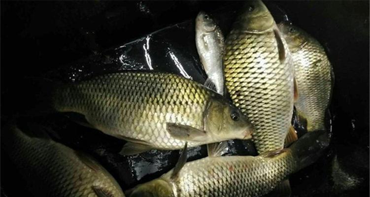 初春夜钓钓鱼技巧有哪些？如何提高夜钓成功率？  第1张