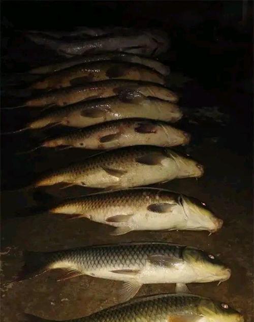 初春夜钓钓鱼技巧有哪些？如何提高夜钓成功率？  第3张