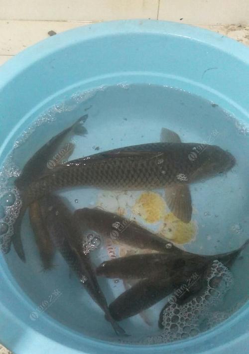 初春夜钓鲫鱼有哪些技巧？如何提高走水夜钓的成功率？  第2张