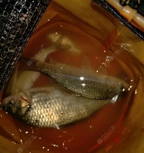 初春夜钓鲫鱼有哪些技巧？如何提高走水夜钓的成功率？  第3张