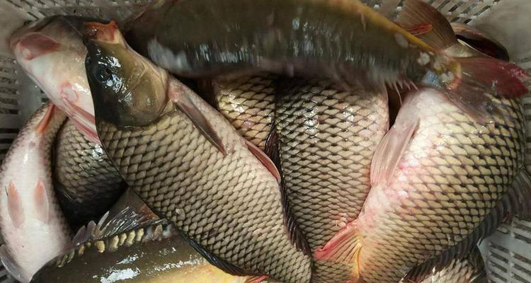 怎样钓鲤鱼？掌握这些垂钓鲤鱼技巧能提高成功率吗？  第3张