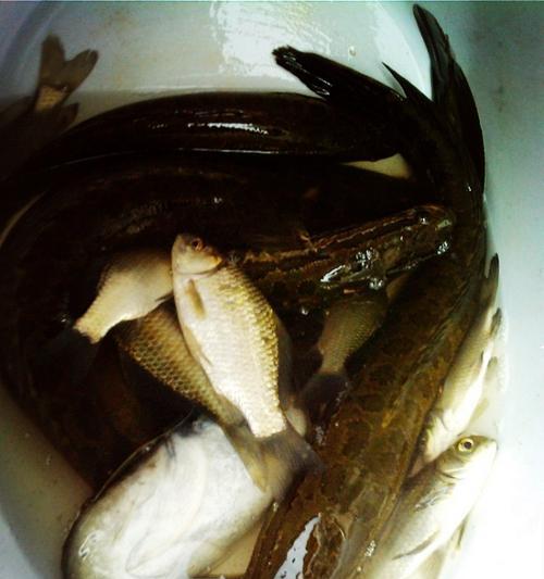 垂钓泥鳅的技巧有哪些？如何提高垂钓泥鳅的成功率？  第1张