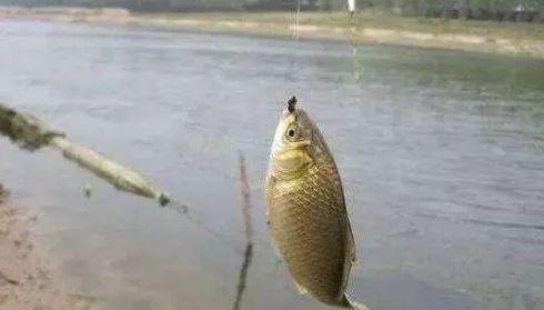 如何提高垂钓野生大鲫鱼的成功率？有哪些必备技巧？  第1张