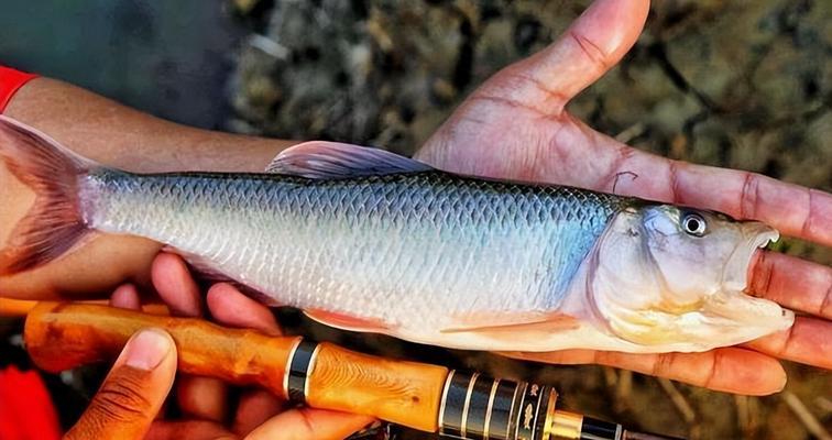 如何有效垂钓野生石斑马口鱼？掌握这些技巧了吗？  第3张
