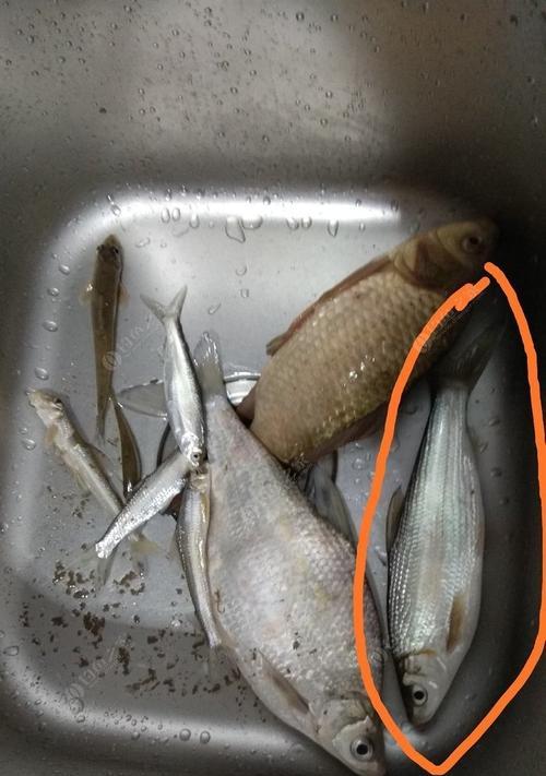 如何提高垂钓鱼的成活率？掌握这些技巧了吗？  第3张