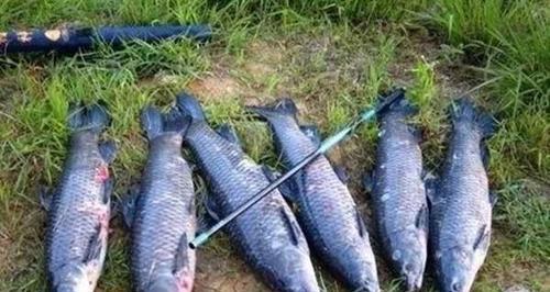 春钓青鱼时饵窝料和钓组如何搭配？有哪些技巧？  第1张