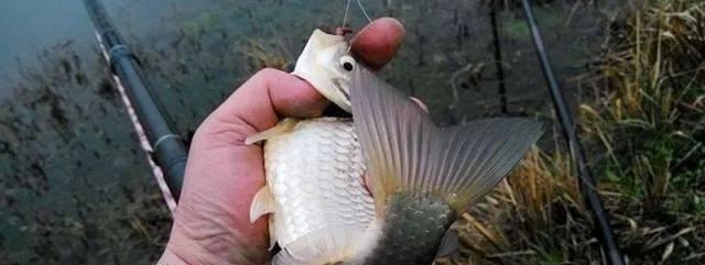 春分过后野钓鲤鱼技巧和方法是什么？如何提高钓鲤鱼的成功率？  第1张