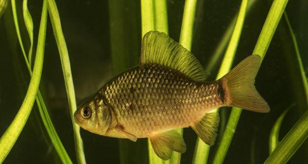 春分时节如何钓鲫鱼？掌握哪些野钓技巧能提高成功率？  第2张