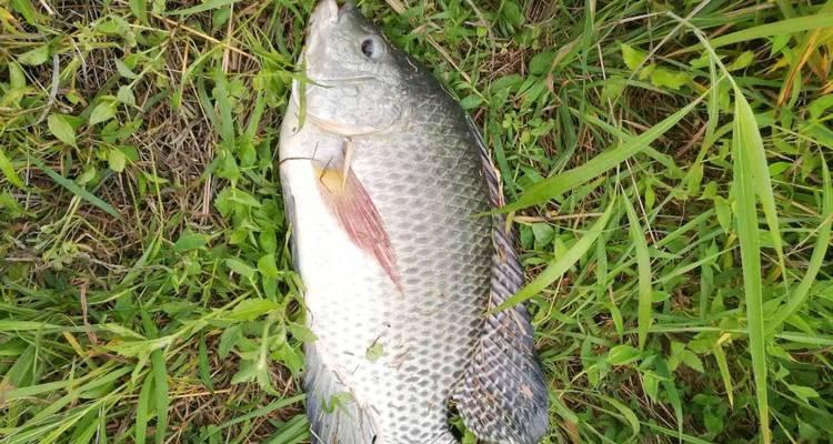 春分节气阴天钓鱼技巧是什么？如何提高钓鱼成功率？  第3张