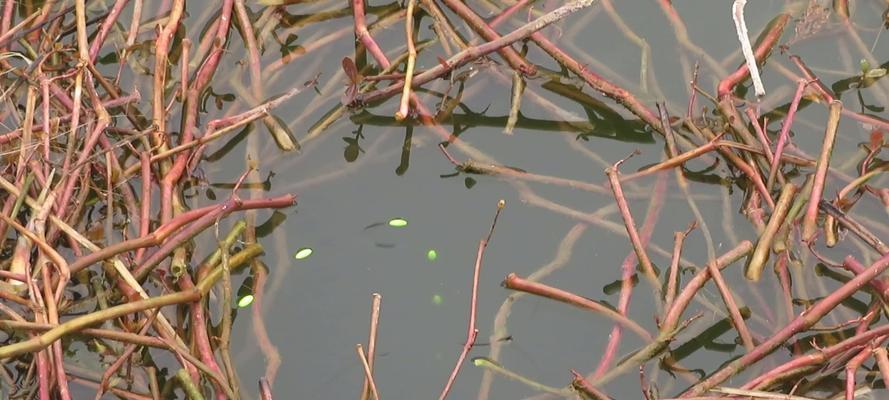 春季草洞钓鱼技巧有哪些？如何提高春季草洞钓鱼的成功率？  第1张