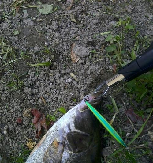 春季如何钓鳜鱼？掌握哪些技巧能提高成功率？  第3张