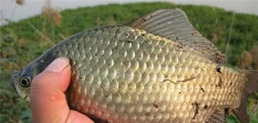 春季钓鱼发窝技巧教程？如何快速找到鱼群聚集地？  第3张