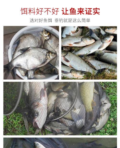 春季钓鱼技巧有哪些？如何选择合适的饵料？  第2张