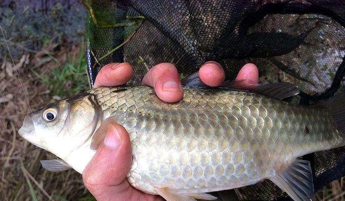 春季钓鱼没口怎么办？分析技巧教程有哪些？  第3张