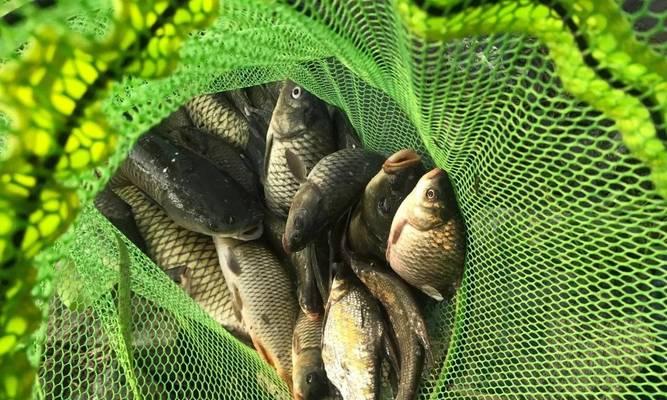 春季黑坑垂钓技巧有哪些？如何提高钓鱼成功率？  第2张