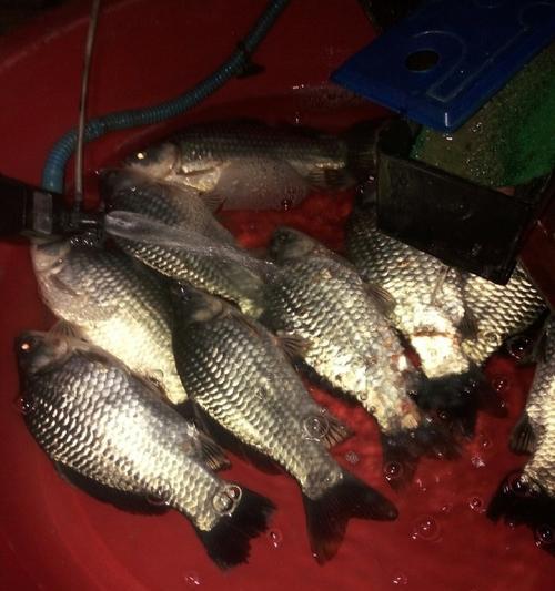 春季黑坑垂钓鲫鱼技巧有哪些？如何提高钓鲫鱼的成功率？  第1张
