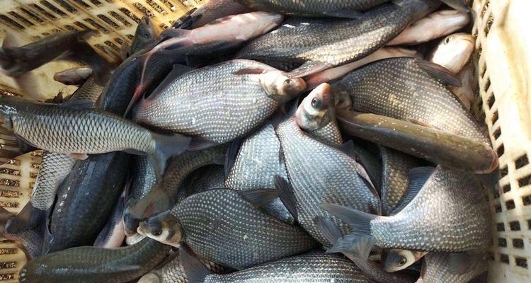 春季急流水钓鳊鱼技巧是什么？如何提高钓获率？  第1张