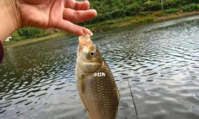 春夏钓鱼技巧有哪些？如何应对季节变化带来的挑战？  第2张