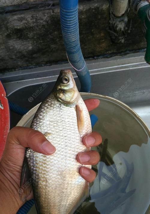 春夏季节手竿野钓翘嘴鱼有哪些技巧？如何提高钓获率？  第3张