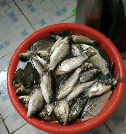 春雨过后钓鱼方法和技巧是什么？如何提高钓鱼成功率？  第3张