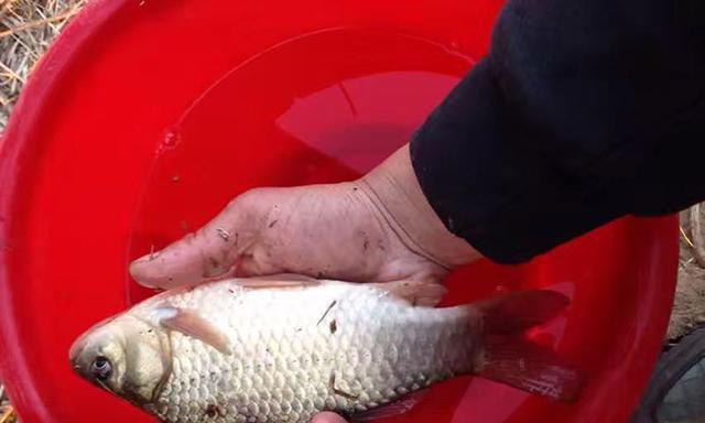 纯腥饵钓鱼技巧有哪些？如何提高钓鱼成功率？  第2张
