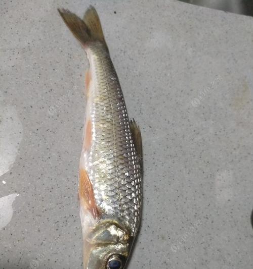从化流溪河钓鱼技巧有哪些？适合的饵料是什么？  第1张