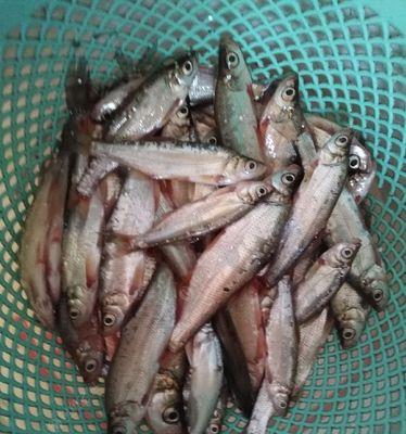 搓饵夜钓大鲤鱼技巧有哪些？如何提高夜钓大鲤鱼的成功率？  第1张