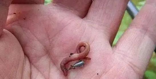 搭配鱼饵的技巧是什么样的？如何根据鱼种选择合适的鱼饵？  第1张