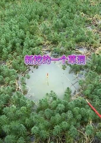 打白杆钓鱼技巧方法教程？如何提高钓鱼成功率？  第3张