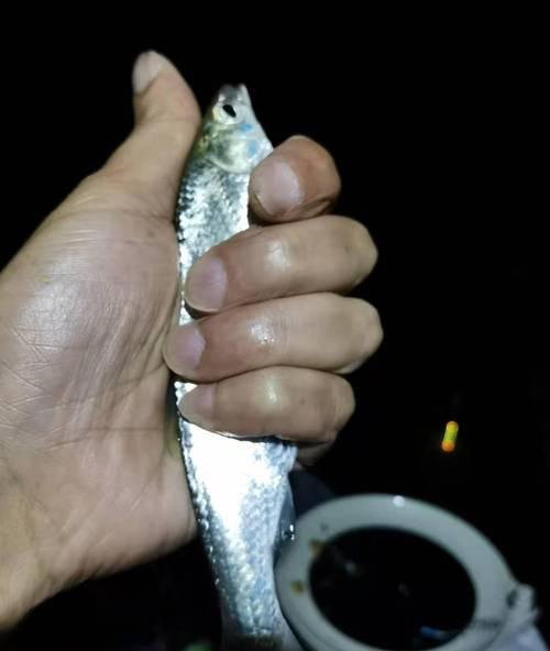 打灯夜钓白条技巧有哪些？如何提高夜钓白条的效率和成功率？  第3张