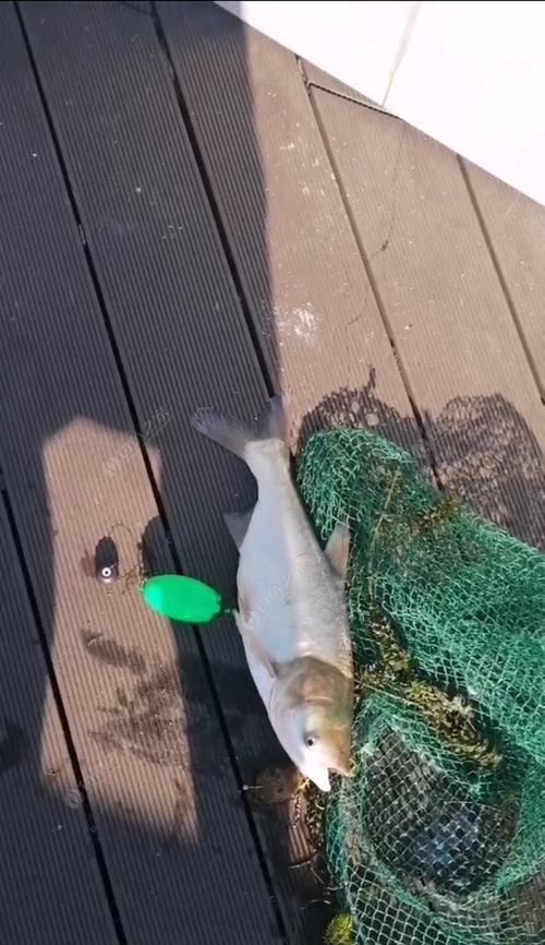 打海竿钓鲢鳙时如何正确抛投？掌握哪些技巧能提高成功率？  第1张