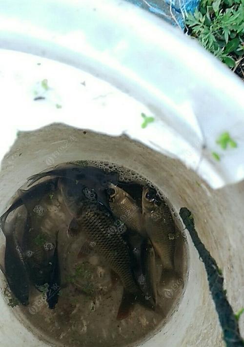 打黑钓鱼技巧和方法有哪些？如何有效提高钓鱼成功率？  第1张