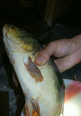 大坝流水钓鲶鱼技巧有哪些？如何提高钓鲶鱼的成功率？  第1张